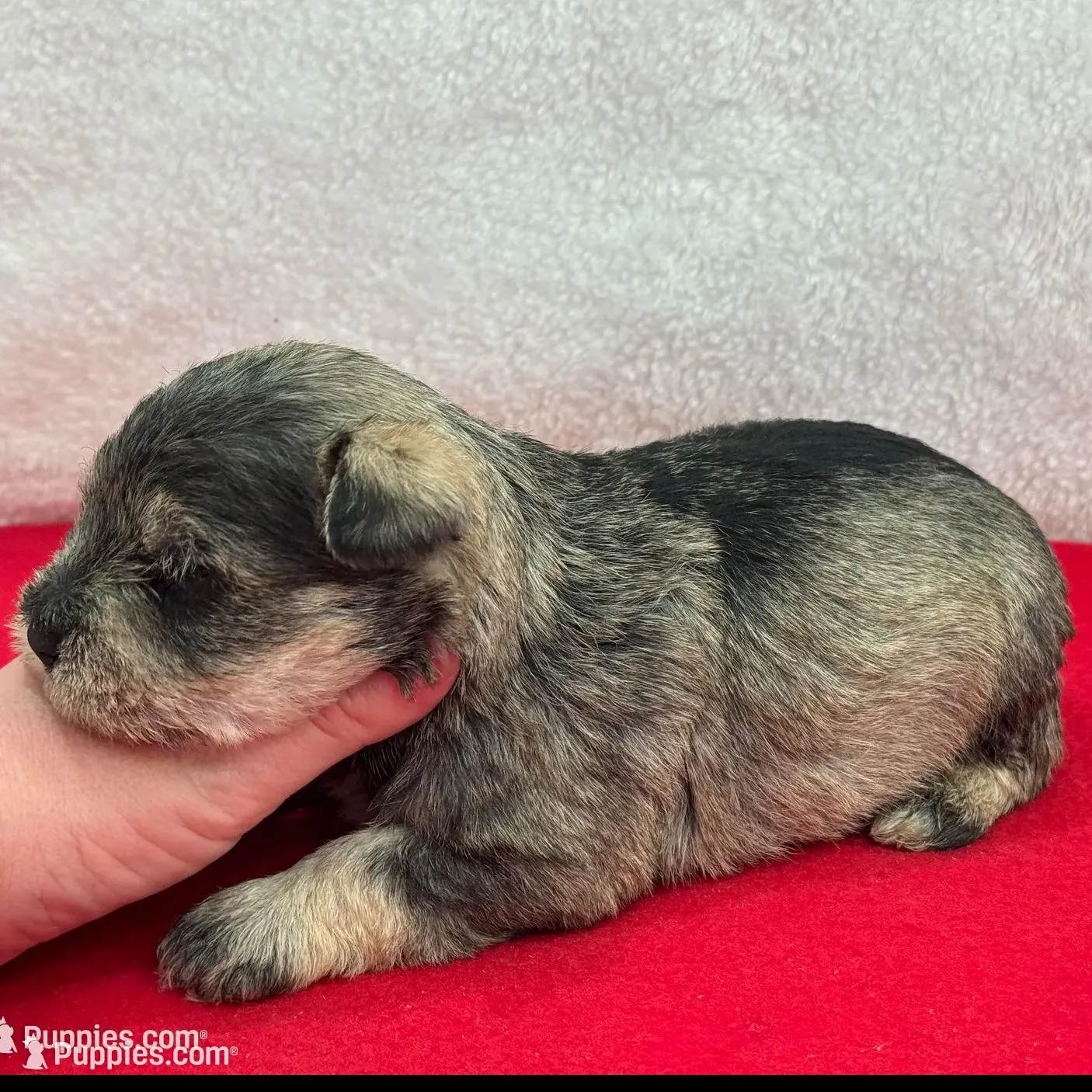 Gypsy Female 2, a female Miniature Schnauzer for sale in Pageland, SC – Photo 4 of 4