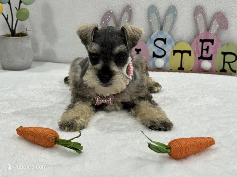 Gypsy Female 2 – Miniature Schnauzer puppy for sale in Pageland, SC