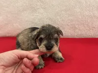 Gypsy Female 2, a female Miniature Schnauzer for sale in Pageland, SC – Photo 1 of 4