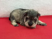 Gypsy Female 2, a female Miniature Schnauzer for sale in Pageland, SC – Photo 2 of 4