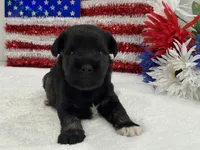 Marsha Male 6, a male Miniature Schnauzer for sale in Pageland, SC – 4 of 4