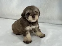 Chloe Male 2 AKC Mega Coat  Liver & Tan, a male Miniature Schnauzer for sale in Pageland, SC – 4 of 4