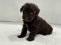 Sugar Pie Male 4 AKC Mega Coat Liver, a male Miniature Schnauzer for sale in Pageland, SC – 2 of 5