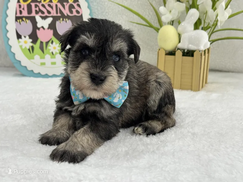 Bleu Male 1 Blue Eyes – Miniature Schnauzer puppy for sale in Pageland, SC