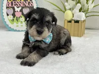 Bleu Male 1 Blue Eyes, a male Miniature Schnauzer for sale in Pageland, SC – Photo 1 of 4