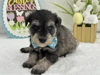 Bleu Male 1 Blue Eyes, a male Miniature Schnauzer for sale in Pageland, SC – Photo 4 of 4