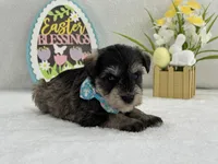 Bleu Male 1 Blue Eyes, a male Miniature Schnauzer for sale in Pageland, SC – Photo 3 of 4