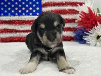 Marsha Male 2, a male Miniature Schnauzer for sale in Pageland, SC – 1 of 3