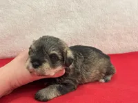Gypsy Female 4, a female Miniature Schnauzer for sale in Pageland, SC – Photo 3 of 4