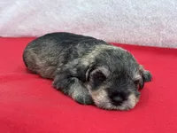 Gypsy Female 4, a female Miniature Schnauzer for sale in Pageland, SC – Photo 4 of 4