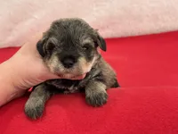 Gypsy Female 4, a female Miniature Schnauzer for sale in Pageland, SC – Photo 2 of 4
