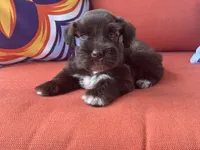 Poppy Female 1 AKC Mega Coat Blue Eyes, a female Miniature Schnauzer for sale in Pageland, SC – 2 of 5