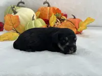 Marsha Male 1, a male Miniature Schnauzer for sale in Pageland, SC – Photo 2 of 4