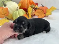 Marsha Male 1, a male Miniature Schnauzer for sale in Pageland, SC – Photo 1 of 4