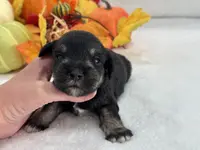 Marsha Male 1, a male Miniature Schnauzer for sale in Pageland, SC – Photo 3 of 4