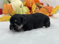 Marsha Male 1, a male Miniature Schnauzer for sale in Pageland, SC – Photo 4 of 4