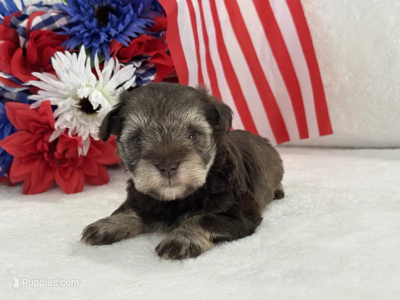 Miracle Female 1 AKC Liver and Tan mega coat – Miniature Schnauzer puppy for sale in Pageland, SC