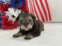 Miracle Female 1 AKC Liver and Tan mega coat, a female Miniature Schnauzer for sale in Pageland, SC – 4 of 4