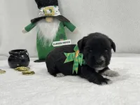 Paisley Male 2, a male Miniature Schnauzer for sale in Pageland, SC – Photo 1 of 4