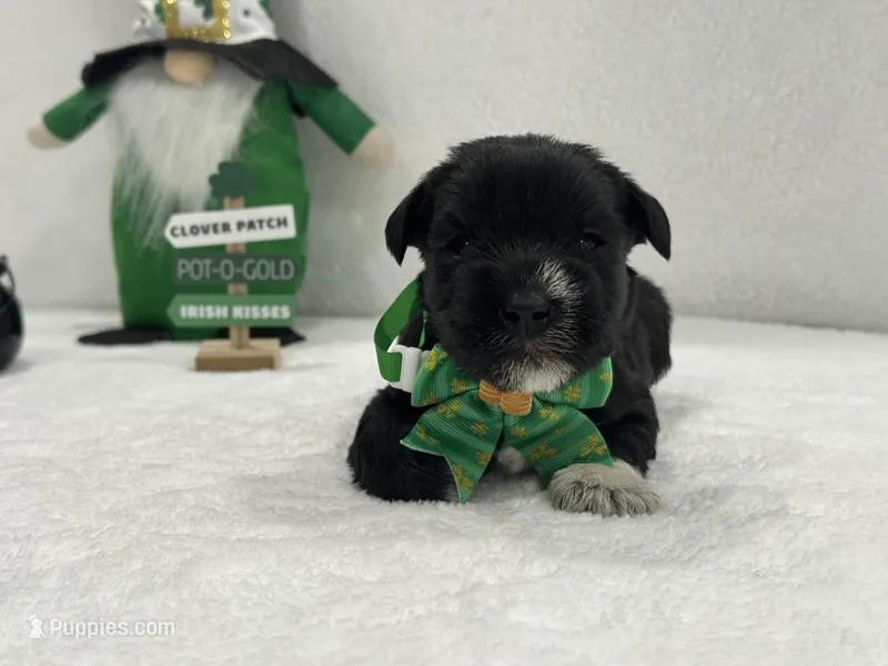 Paisley Male 2 – Miniature Schnauzer puppy for sale in Pageland, SC