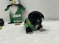 Paisley Male 2, a male Miniature Schnauzer for sale in Pageland, SC – Photo 3 of 4