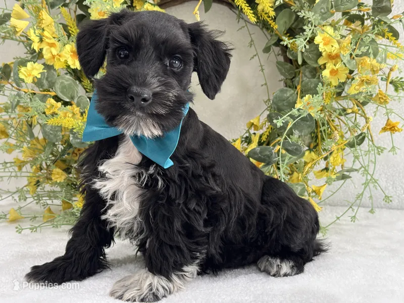 Paisley Male 2 – Miniature Schnauzer puppy for sale in Pageland, SC