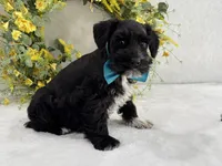 Paisley Male 2, a male Miniature Schnauzer for sale in Pageland, SC – Photo 3 of 4