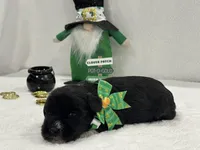 Paisley Male 2, a male Miniature Schnauzer for sale in Pageland, SC – Photo 4 of 4