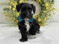 Paisley Male 2, a male Miniature Schnauzer for sale in Pageland, SC – Photo 4 of 4