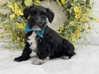 Paisley Male 2, a male Miniature Schnauzer for sale in Pageland, SC – Photo 2 of 4