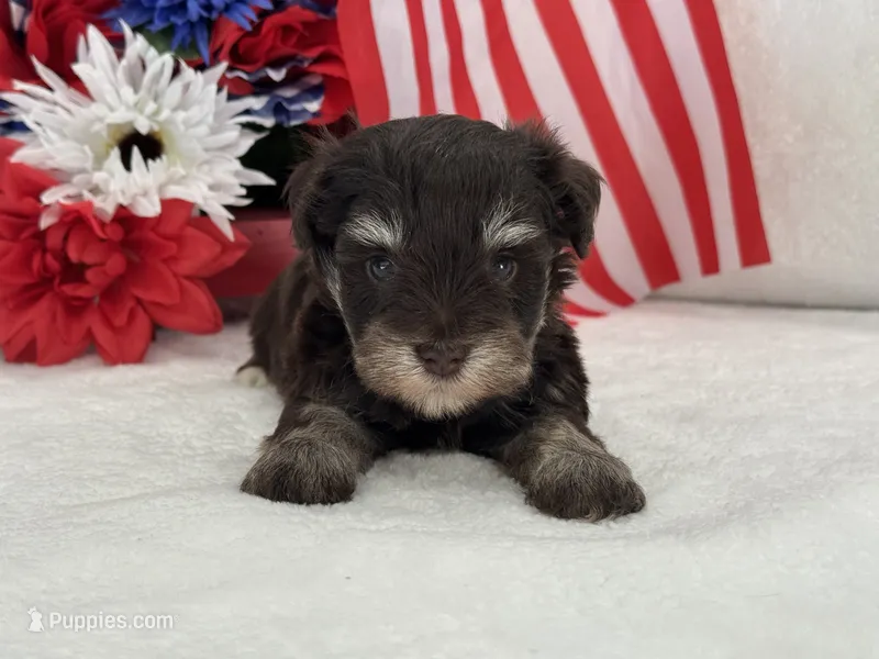 Miracle Male 2 AKC Liver and Tan – Miniature Schnauzer puppy on hold in Pageland, SC