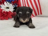 Miracle Male 2 AKC Liver and Tan, a male Miniature Schnauzer for sale in Pageland, SC – 1 of 4