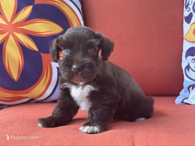 Poppy Female 1 AKC Mega Coat Blue Eyes – Miniature Schnauzer puppy for sale in Pageland, SC