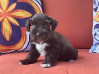 Poppy Female 1 AKC Mega Coat Blue Eyes, a female Miniature Schnauzer for sale in Pageland, SC – 1 of 5