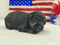 Marsha Male 4, a male Miniature Schnauzer for sale in Pageland, SC – 2 of 4