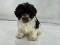 Chloe Male 1 AKC Mega Coat Liver Parti, a male Miniature Schnauzer for sale in Pageland, SC – 3 of 4