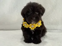 Chloe Female 1 AKC Mega Coat Liver, a male Miniature Schnauzer for sale in Pageland, SC – 3 of 4