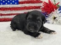 Marsha Male 5, a male Miniature Schnauzer for sale in Pageland, SC – 4 of 4