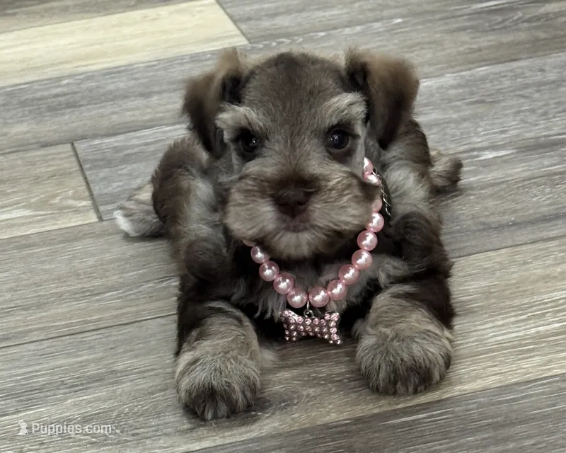 Miracle Female 1 AKC Liver and Tan mega coat – Miniature Schnauzer puppy for sale in Pageland, SC