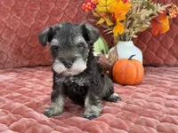 Miracle Male 2 AKC, a male Miniature Schnauzer for sale in Pageland, SC – Photo 1 of 4