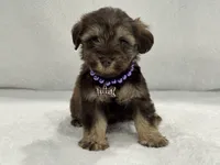 Sugar Pie Female 1 AKC Mega Coat Liver & Tan, a male Miniature Schnauzer for sale in Pageland, SC – 2 of 4