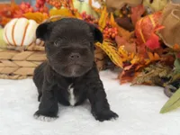Lexie Male 2 AKC Registered Liver Color, a male Miniature Schnauzer for sale in Pageland, SC – 3 of 4