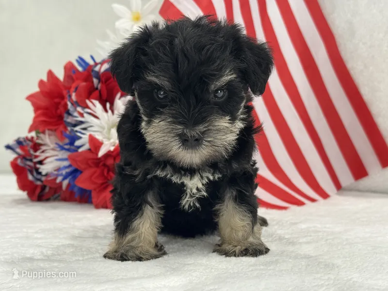 Mae Male 1 AKC  – Miniature Schnauzer puppy for sale in Pageland, SC