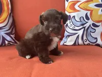 Poppy Female 1 AKC Mega Coat Blue Eyes, a female Miniature Schnauzer for sale in Pageland, SC – 3 of 5