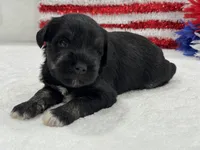 Marsha Male 4, a male Miniature Schnauzer for sale in Pageland, SC – 3 of 4