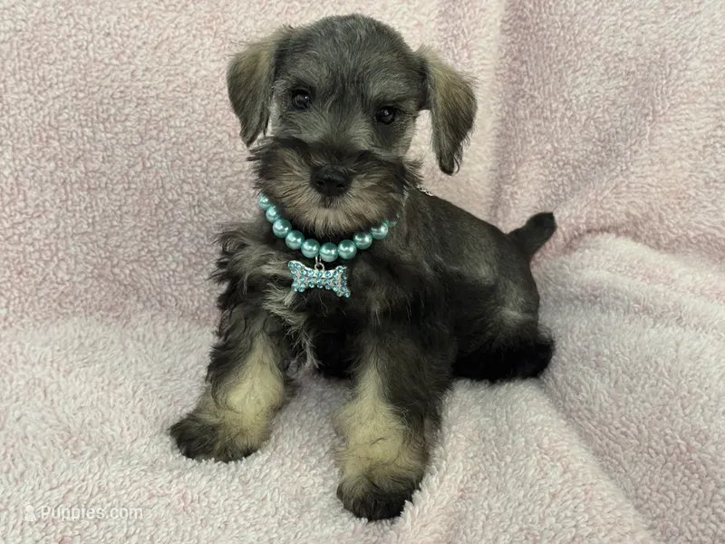 Josie Female 5 – Miniature Schnauzer puppy for sale in Pageland, SC