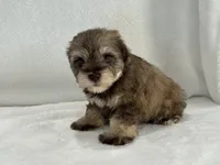 Chloe Male 2 AKC Mega Coat  Liver & Tan, a male Miniature Schnauzer for sale in Pageland, SC – 3 of 4