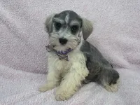 Josie Female 2, a female Miniature Schnauzer for sale in Pageland, SC – 3 of 4