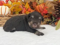 Lexie Male 1 AKC Registered Liver & Tan, a male Miniature Schnauzer for sale in Pageland, SC – 2 of 4
