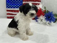 Piper Female 3, a female Miniature Schnauzer for sale in Pageland, SC – 2 of 3